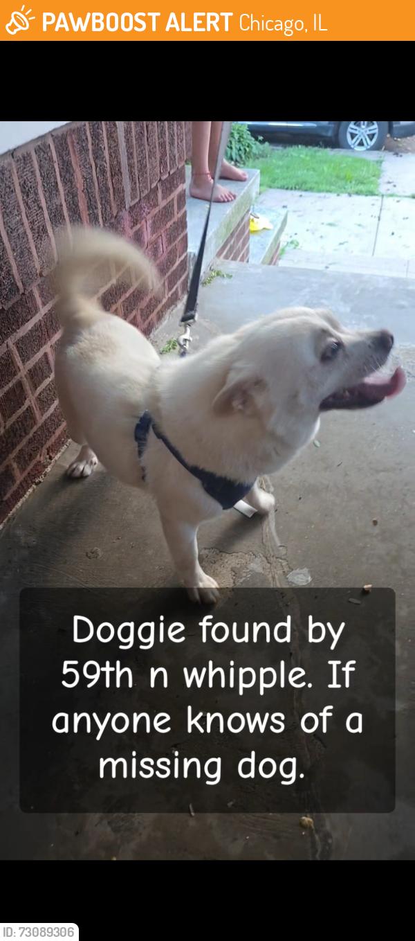 Found/Stray Male Dog last seen Wondering by the block, Chicago, IL 60629