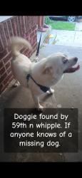 Found/Stray Male Dog last seen Wondering by the block, Chicago, IL 60629