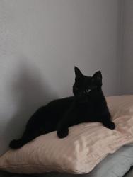 Lost Male Cat last seen Fabien Circle and Six Mile Way, Melbourne, FL 32940