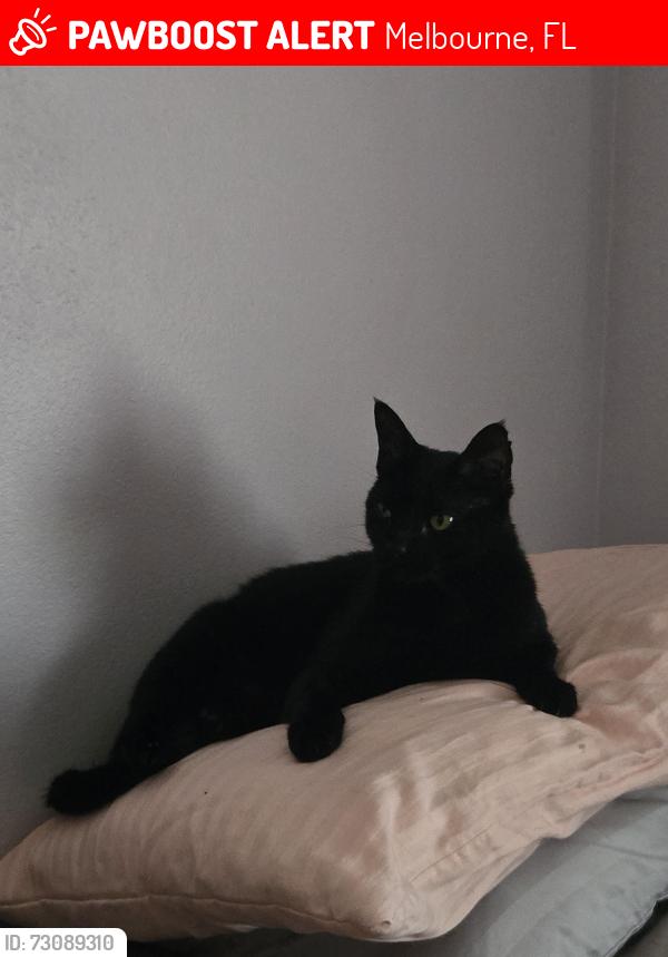 Lost Male Cat last seen Fabien Circle and Six Mile Way, Melbourne, FL 32940