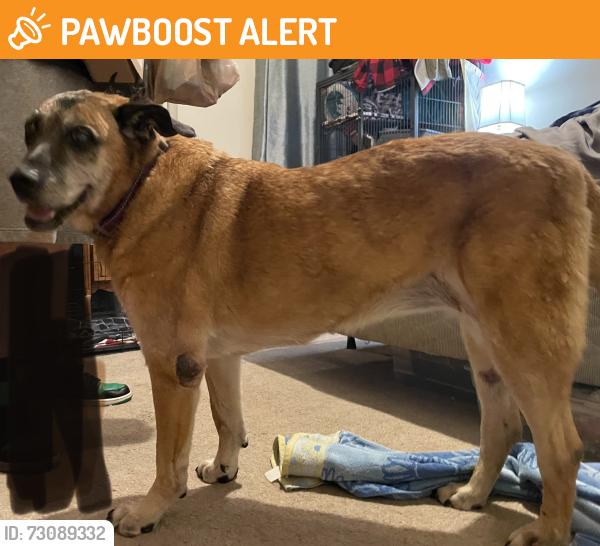Found/Stray Female Dog last seen 840E before W Jefferson Pike, Rutherford County, TN 37129