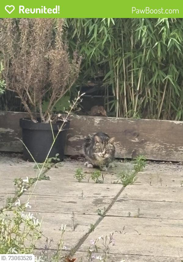 Reunited Unknown Cat last seen Woodside Avenue/Woodside Park/Cobden Road, Greater London, England SE25 5NU