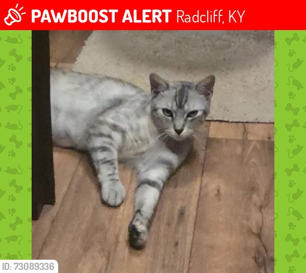 Lost Female Cat last seen Madsen Mobile Park off Rogersville Rd, Radcliff, Radcliff, KY 40160