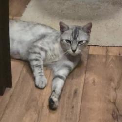 Lost Female Cat last seen Madsen Mobile Park off Rogersville Rd, Radcliff, Radcliff, KY 40160