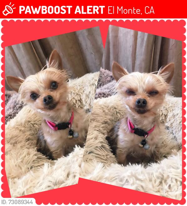 Lost Female Dog last seen Lee ln, El Monte, CA 91731