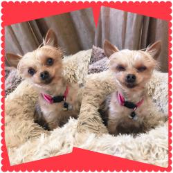Lost Female Dog last seen Lee ln, El Monte, CA 91731