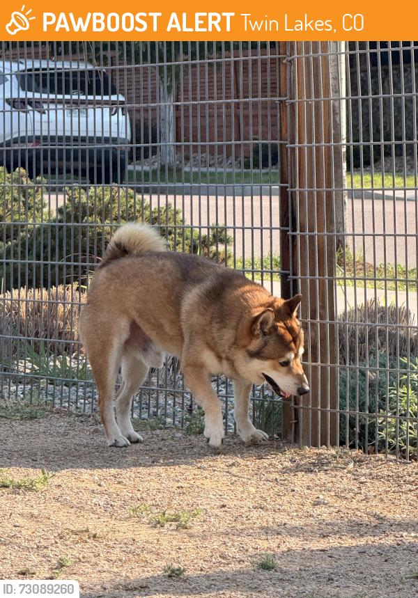 Found/Stray Male Dog last seen 67th and Zuni, Twin Lakes, CO 80221