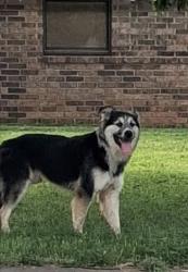 Lost Male Dog last seen Phoenix and Jenny Lind, Fort Smith, AR 72901