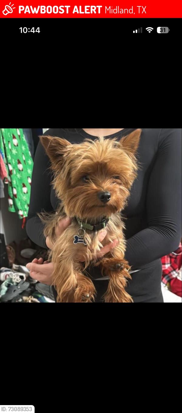 Lost Male Dog last seen Midland dr, Midland, TX 79703