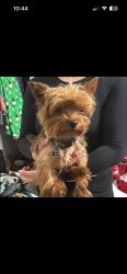 Lost Male Dog last seen Midland dr, Midland, TX 79703