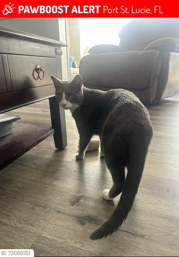 Lost Male Cat last seen Abacus Ave Street, Port St. Lucie, FL 34953