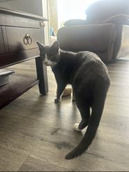 Lost Male Cat last seen Abacus Ave Street, Port St. Lucie, FL 34953