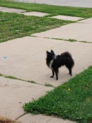 Reunited Male Dog last seen Auburn, Rockford, IL 61101