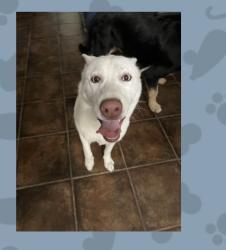 Reunited Female Dog last seen Shirley ave and Stagg st, Los Angeles, CA 91335
