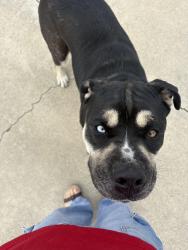 Found/Stray Male Dog last seen colony, La Mesa, CA 91942
