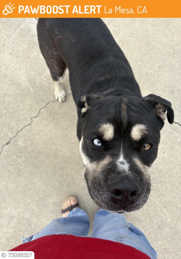 Found/Stray Male Dog last seen colony, La Mesa, CA 91942