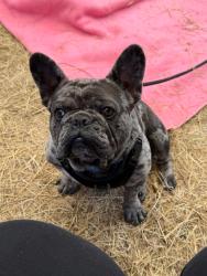 Lost Male Dog last seen Clairemont mesa blvd, San Diego, CA 92117