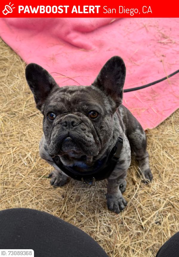 Lost Male Dog last seen Clairemont mesa blvd, San Diego, CA 92117