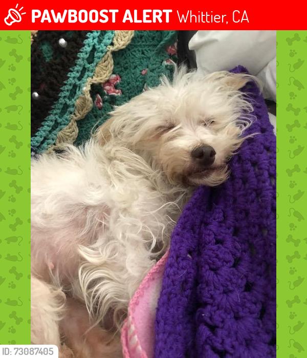 Lost Female Dog last seen Near Esperanza Ave Whittier ca 90606, Whittier, CA 90606