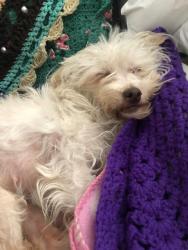 Lost Female Dog last seen Near Esperanza Ave Whittier ca 90606, Whittier, CA 90606