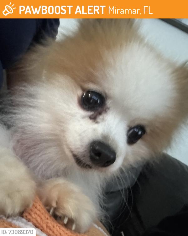 Found/Stray Female Dog last seen Near st, Miramar, FL 33027