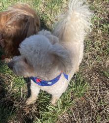 Found/Stray Male Dog last seen Groesbeck and Murillo, San Jose, CA 95148