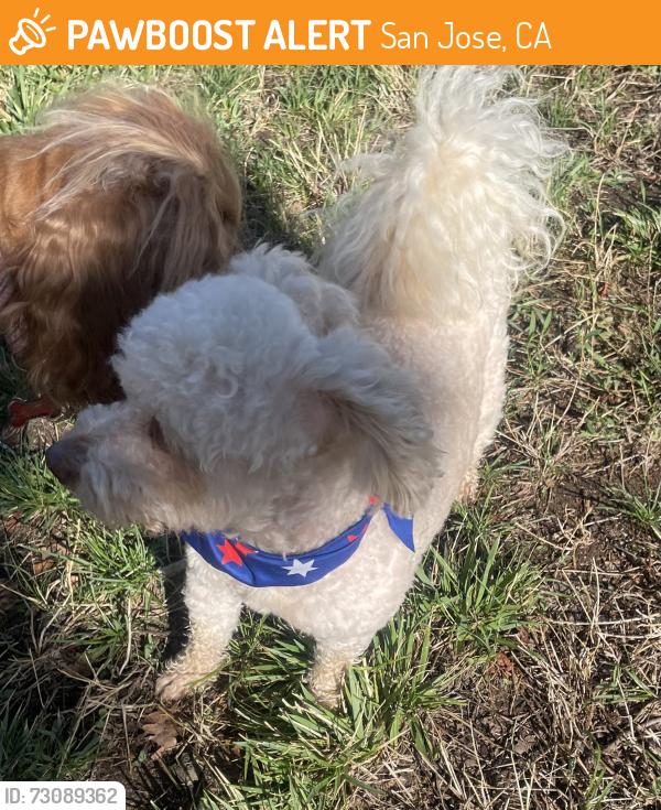 Found/Stray Male Dog last seen Groesbeck and Murillo, San Jose, CA 95148