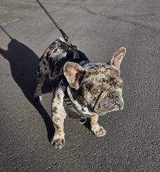 Lost Male Dog last seen Clairemont Dr, San Diego, CA 92117