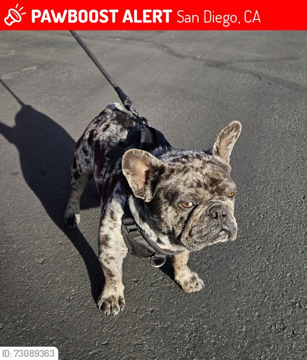 Lost Male Dog last seen Clairemont Dr, San Diego, CA 92117