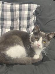 Lost Male Cat last seen Springville, Bedford, avoca, Bedford, IN 47421