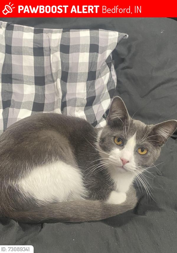Lost Male Cat last seen Springville, Bedford, avoca, Bedford, IN 47421