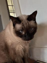 Reunited Female Cat last seen Near SE 43rd Ave, Portland, OR, 97215, Portland, OR 97215