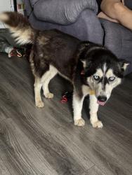Found/Stray Female Dog last seen Millspaugh and Guadalupe, San Angelo, TX 76901