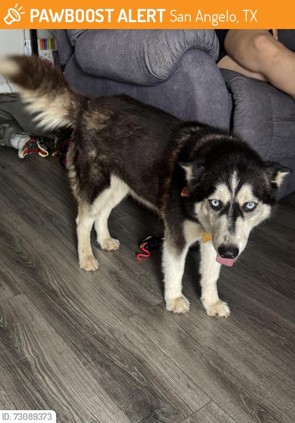 Found/Stray Female Dog last seen Millspaugh and Guadalupe, San Angelo, TX 76901