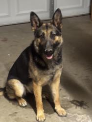 Found/Stray Female Dog last seen Kingston and ranchero st, Hesperia, CA 92345
