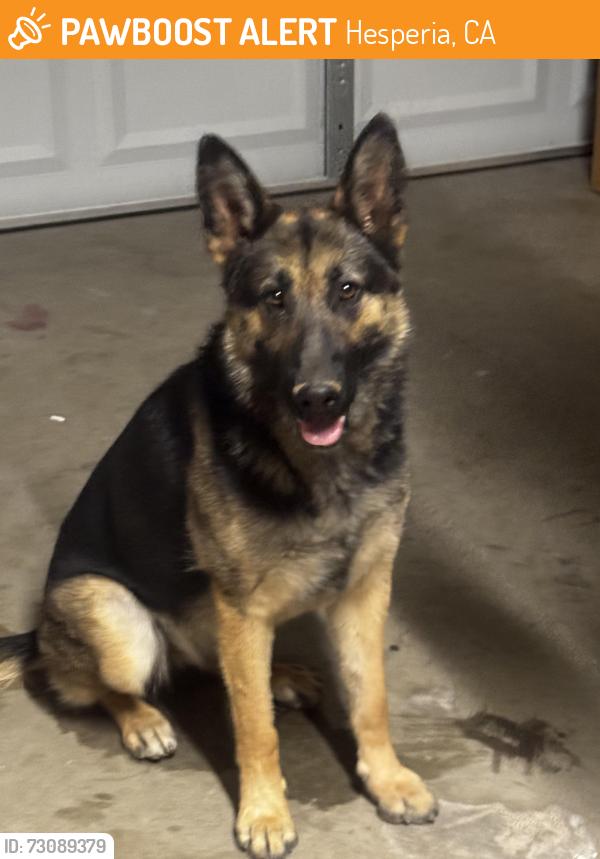 Found/Stray Female Dog last seen Kingston and ranchero st, Hesperia, CA 92345