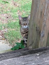 Found/Stray Unknown Cat last seen Kroger, Peachtree City, GA 30269