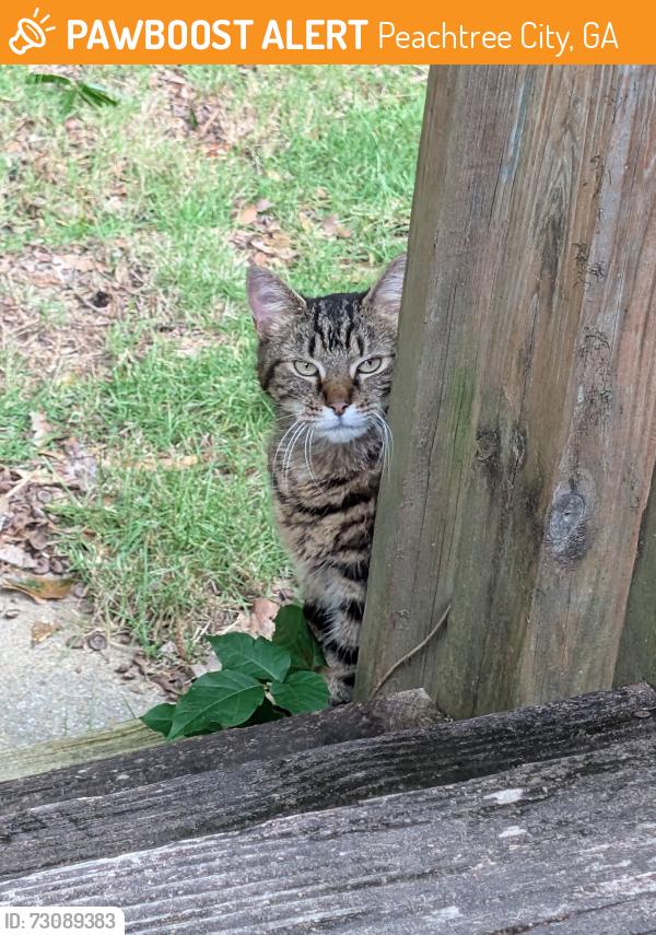 Found/Stray Unknown Cat last seen Kroger, Peachtree City, GA 30269