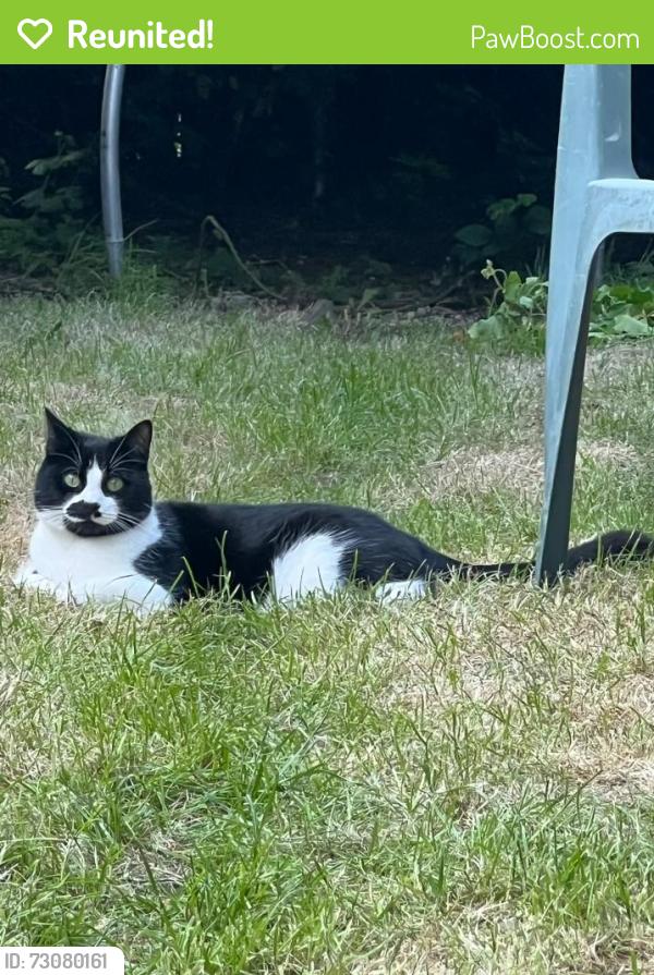 Reunited Male Cat last seen Park, Edgware, England 