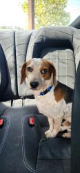 Lost Male Dog last seen Florida welcome center I-95 south, Yulee, FL 32097