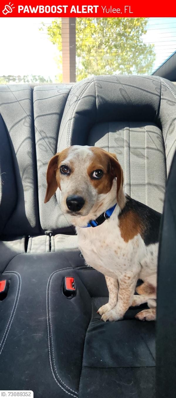 Lost Male Dog last seen Florida welcome center I-95 south, Yulee, FL 32097