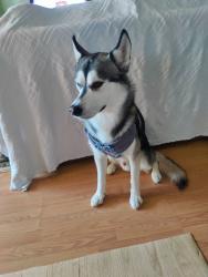Lost Male Dog last seen Beardsley and Union Hill's cave creek, Phoenix, AZ 85024
