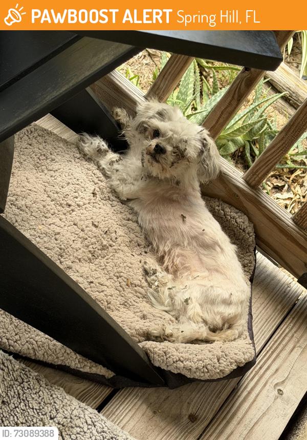 Found/Stray Unknown Dog last seen Cessna Dr spring Hill, Spring Hill, FL 34606