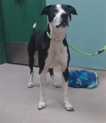 Shelter Stray Male Dog last seen Near BLOCK CACHE PEAK DR, RENO NV 89512, 2825 Longley Ln Suite A, Reno, NV 89502, USA