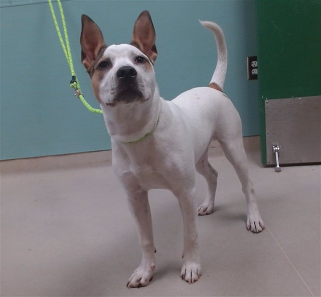 Shelter Stray Male Dog last seen Near BLOCK PARADISE DR, RENO NV 89512, 2825 Longley Ln Suite A, Reno, NV 89502, USA