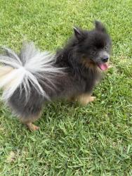Reunited Male Dog last seen Camellia and Gardenia , Royal Palm Beach, FL 33411