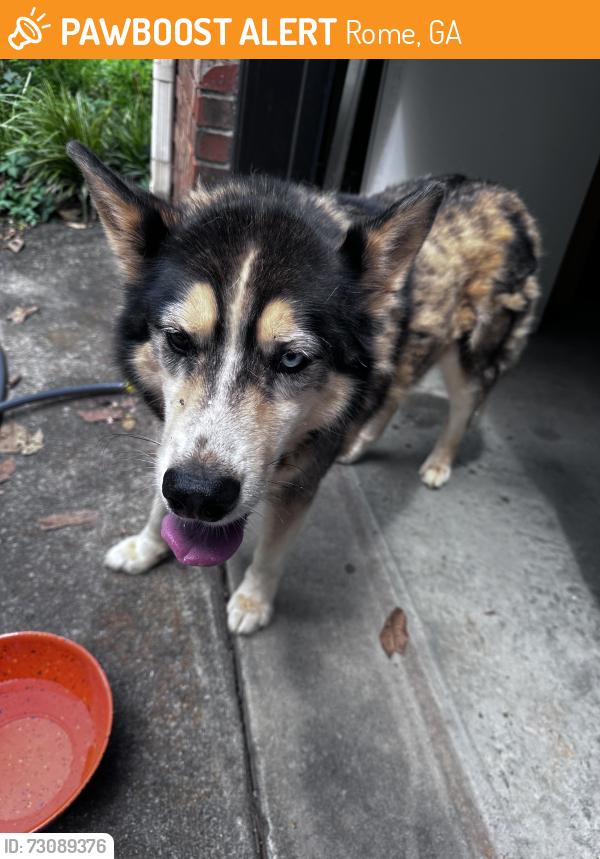 Found/Stray Male Dog last seen Radio Springs Road, Rome, GA 30165