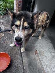 Found/Stray Male Dog last seen Radio Springs Road, Rome, GA 30165