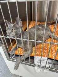Found/Stray Female Cat last seen Fieldhaven Feline Center, Lincoln, CA 95648