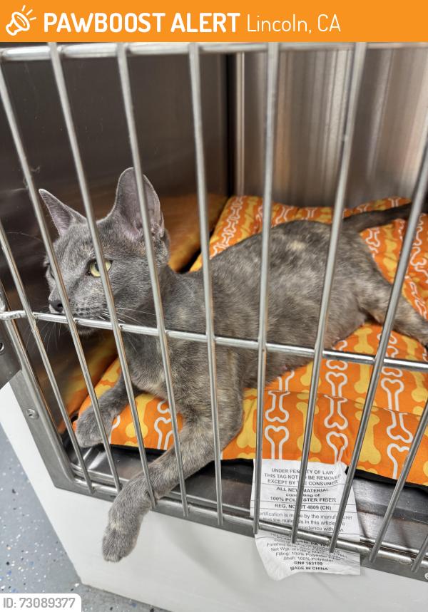 Found/Stray Female Cat last seen Fieldhaven Feline Center, Lincoln, CA 95648
